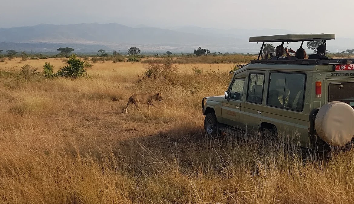Game Drive Activity taking place