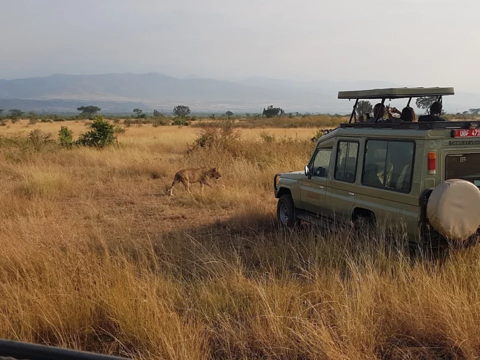 Game Drive Activity taking place