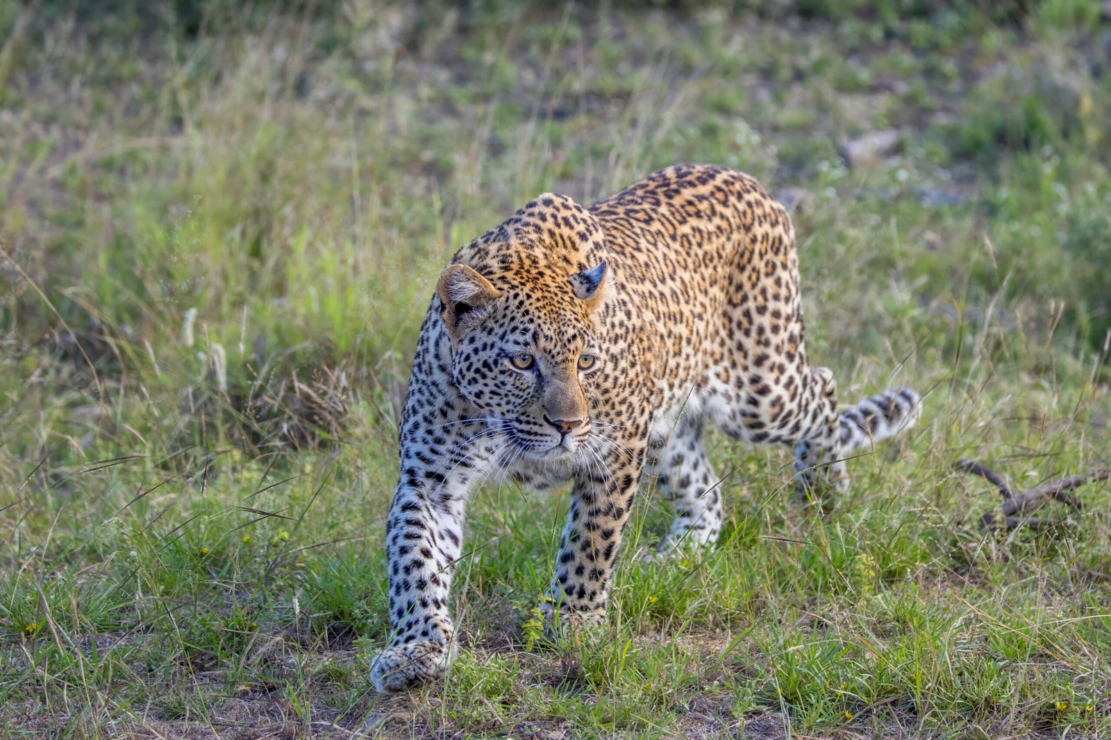 Premium Wildlife Safari