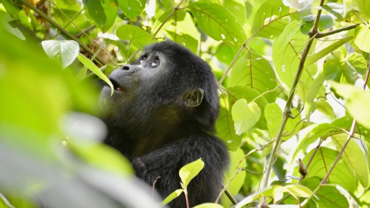 A Gorilla in a Forest