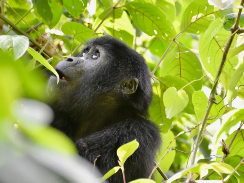 A Gorilla in a Forest