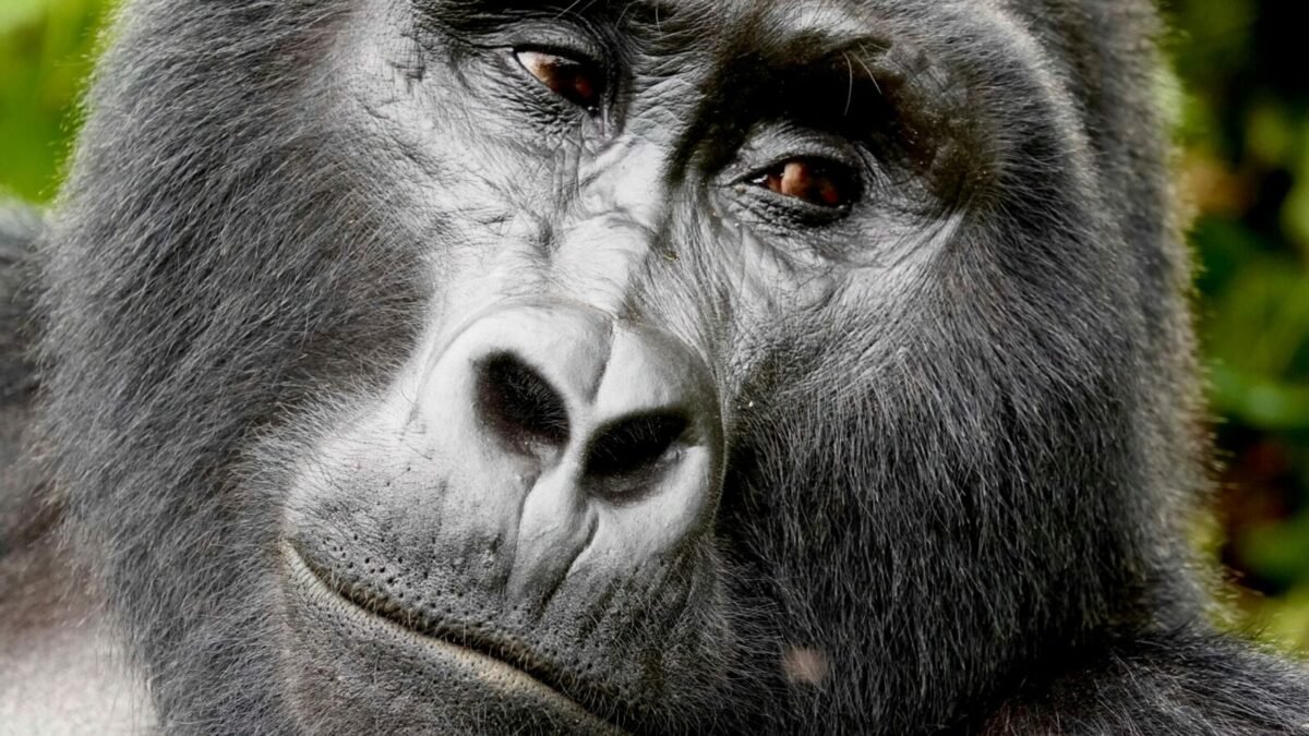 A gorilla in Bwindi forest