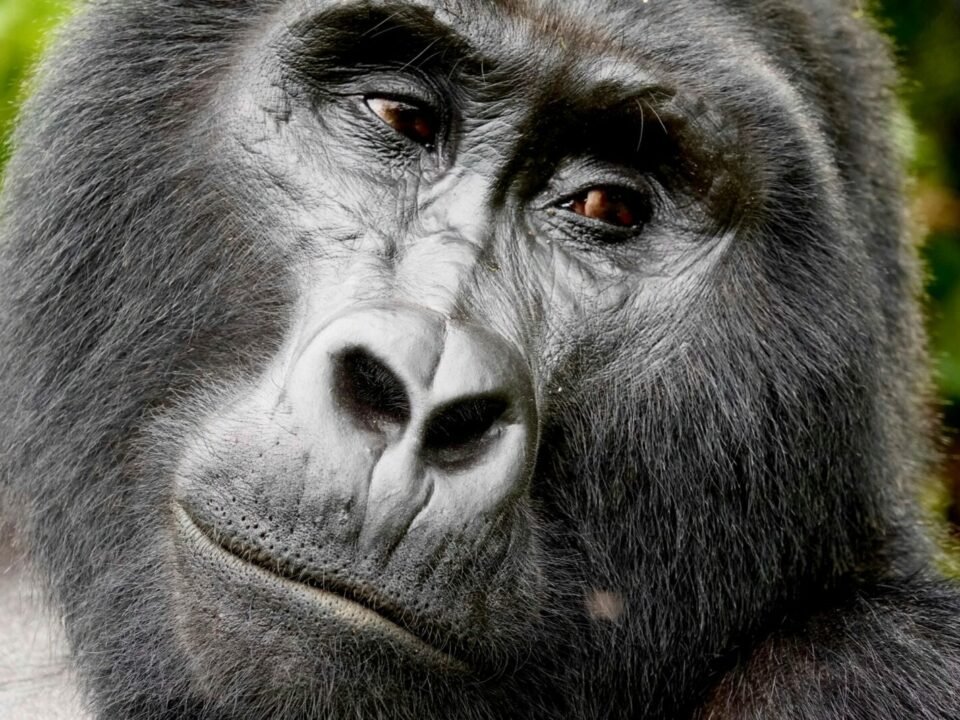 A gorilla in Bwindi forest