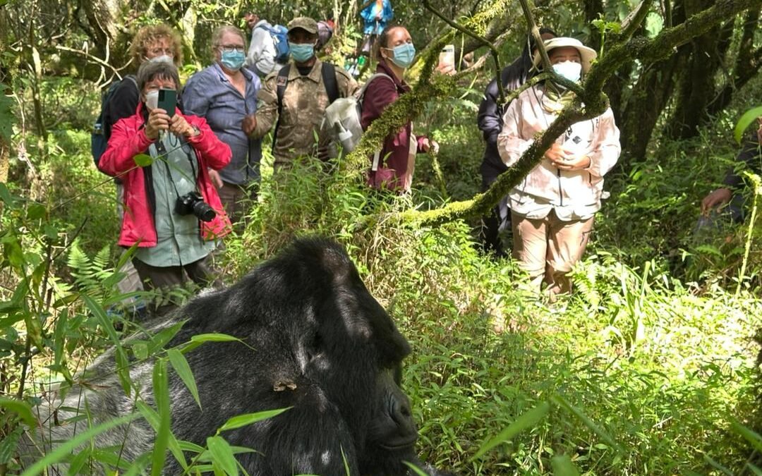 Gorilla Trekking Experience