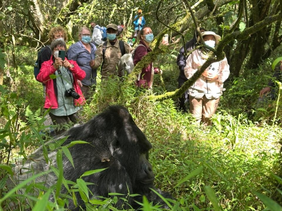 Gorilla Trekking Experience