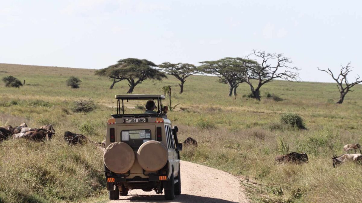 Safari land cruiser on a game drive .