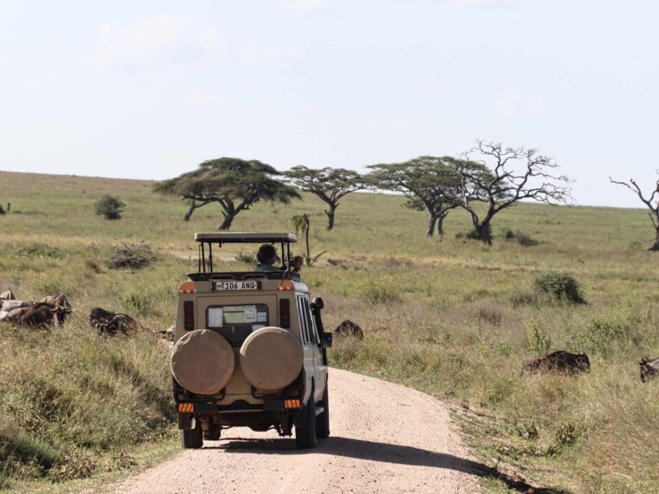 Safari land cruiser on a game drive .