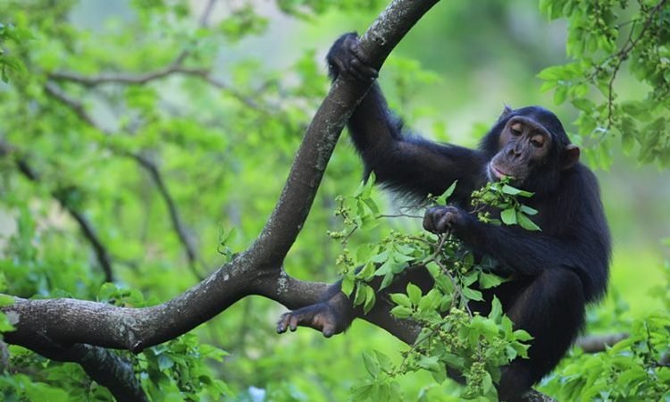 Luxury Gorilla Safari
