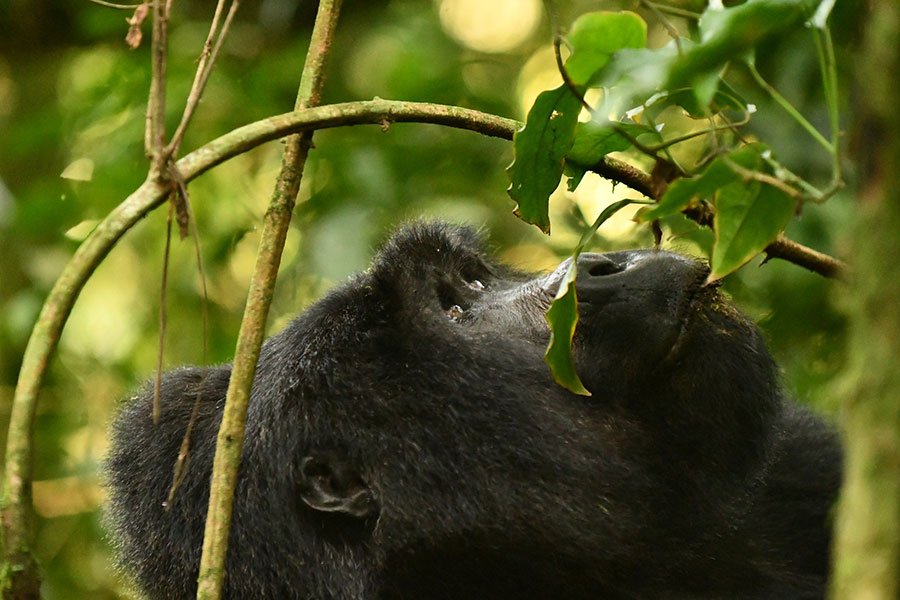 Exclusive Gorilla Safari