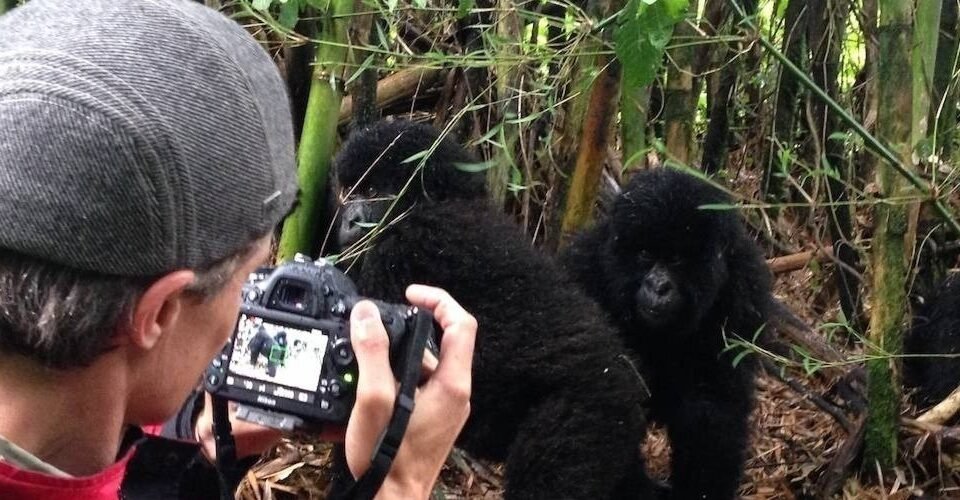 gorilla-tracking-and-queen-elizabeth-safari