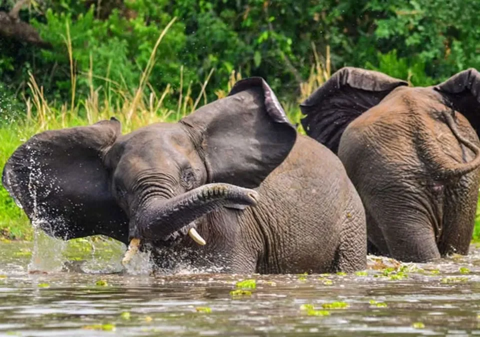 uganda-safari-vacations