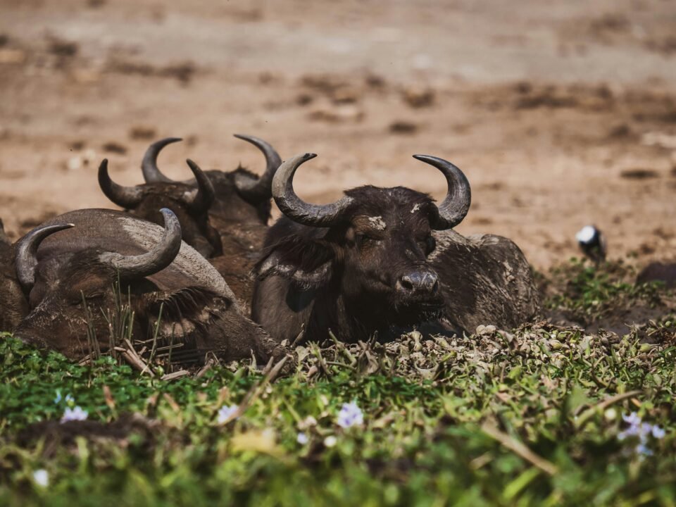 Buffaloes