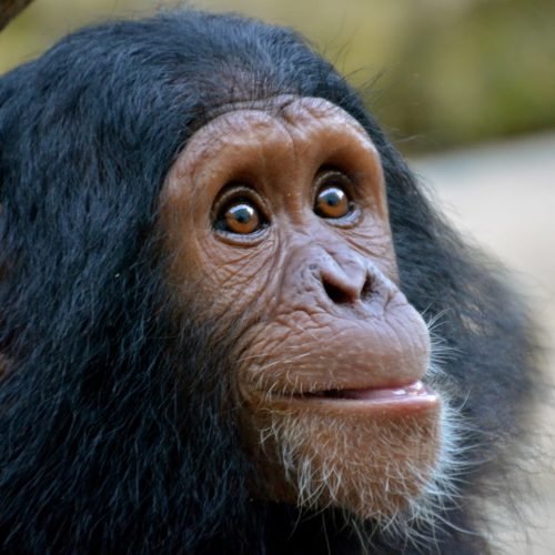 Chimpanzee Experience at UWEC