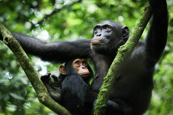 kibale-forest-national-park