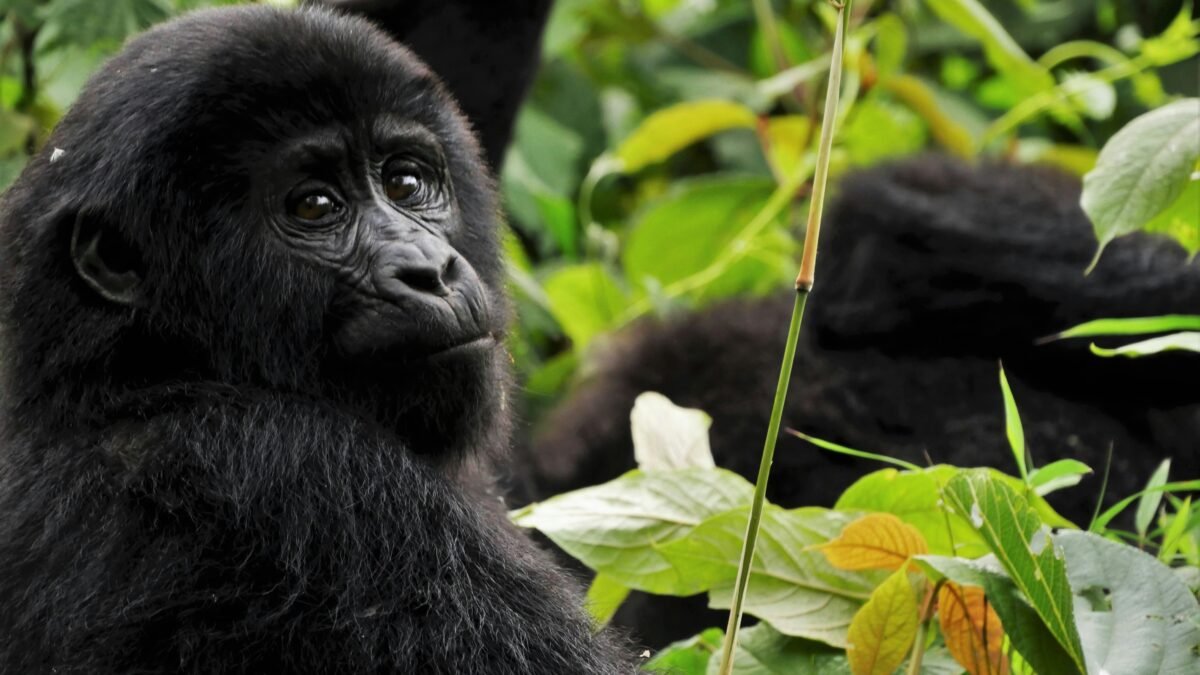 Gorilla in mgahinga NP