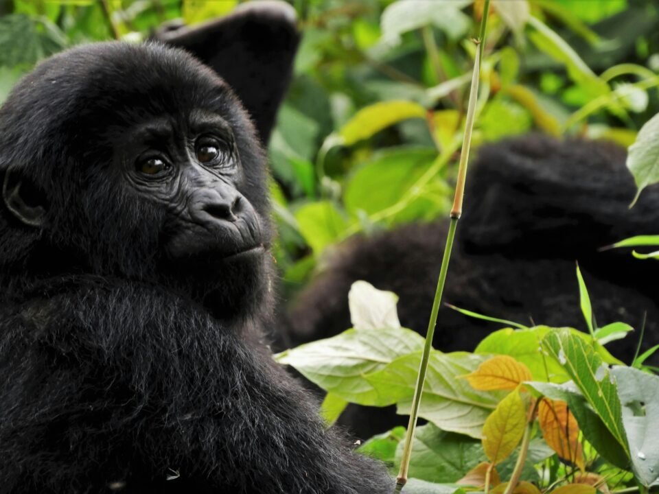 Gorilla in mgahinga NP