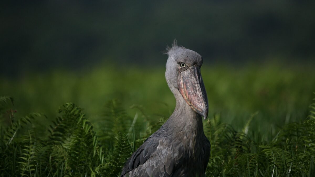 shoe bill bird