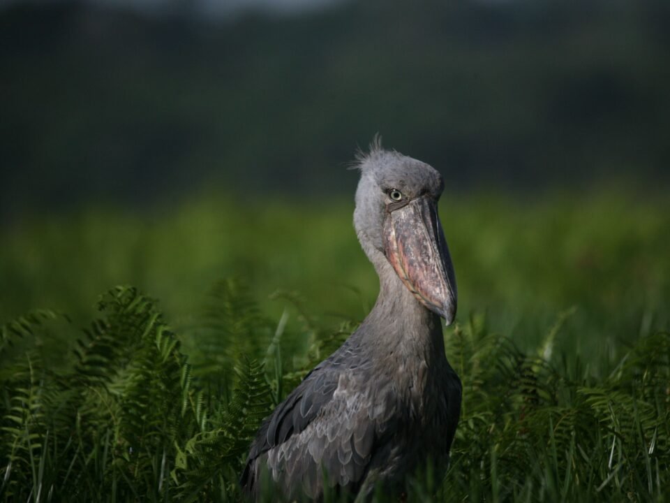 shoe bill bird
