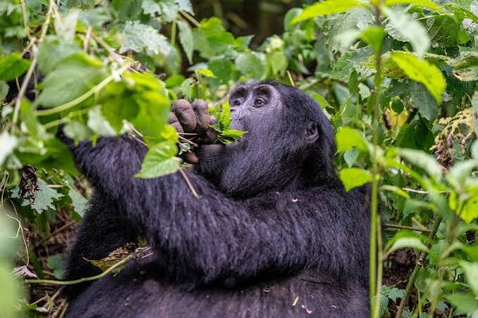 A large mountain gorilla sitting among thick , lush green leaves and jungle foliage