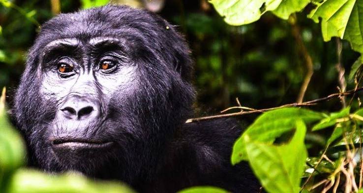 Mountain gorilla in the wild in Bwindi Impenetrable Forest, Uganda