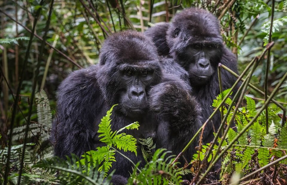 Gorillas in Bwindi Impenetrable NP