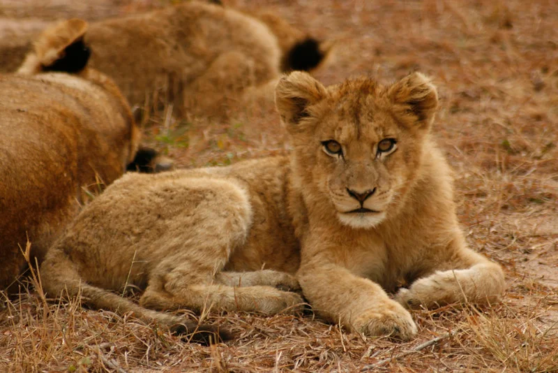 `A group of young lions cubs resting together on the ground.