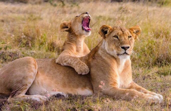 A lioness resting in a grassy savanna field with a small lion cub climbing on her back