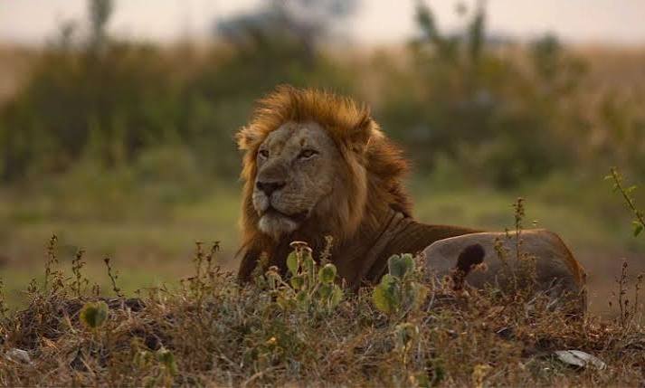 A majestic male lion resting peacefully in the golden grass of savanna field during sunset