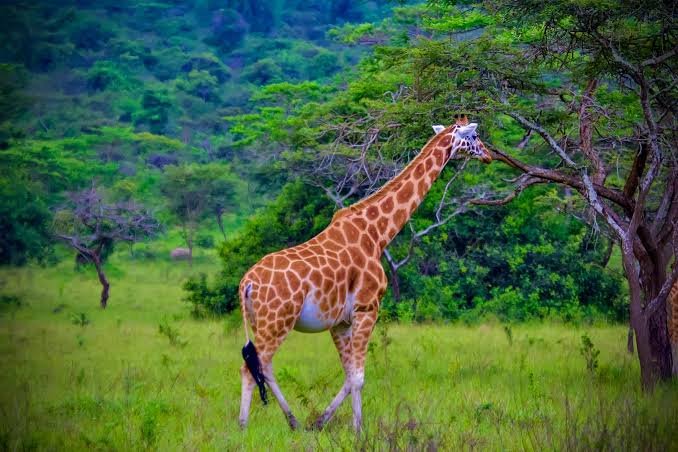 A single Rothschild giraffe walking through a lush green savanna field with dense trees in the background