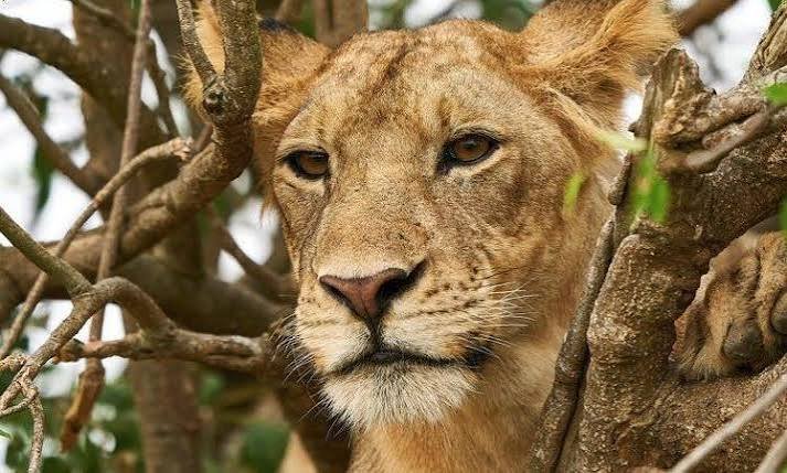 A young lion peeking through dense green leaves and branches in the African wild