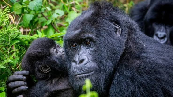 A mountain gorilla resting amidist dense green vegetation in tropical forest