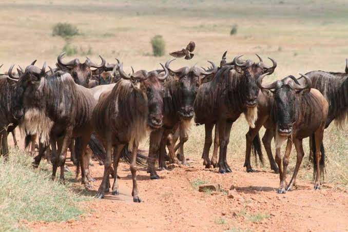 A large herd of African Cape buffalo standing together on a dusty dirt track in the savanna