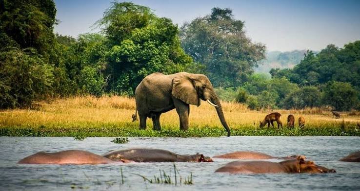 An African elephant standing near a watering hole landscape at sunset.