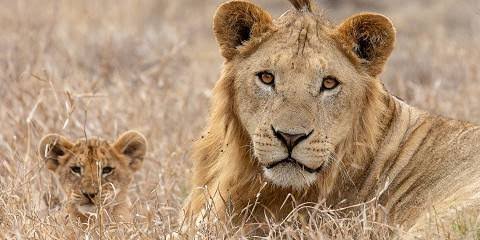 A close up portrait of a male lion looking directly forward against a soft , blurred golden background