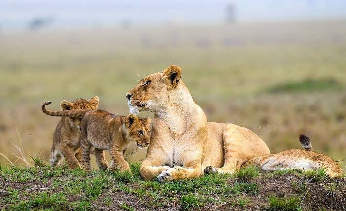 A lioness resting in green savanna grass with her two young cubs sitting closely beside her
