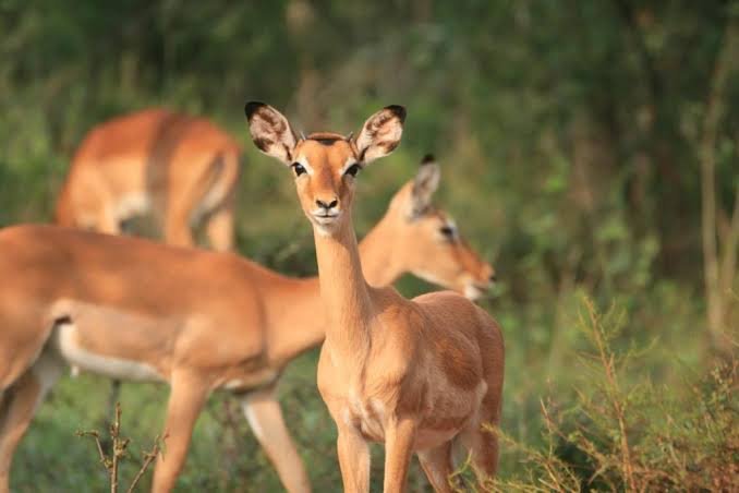 Impalas in Lake Mburo National Park, Uganda