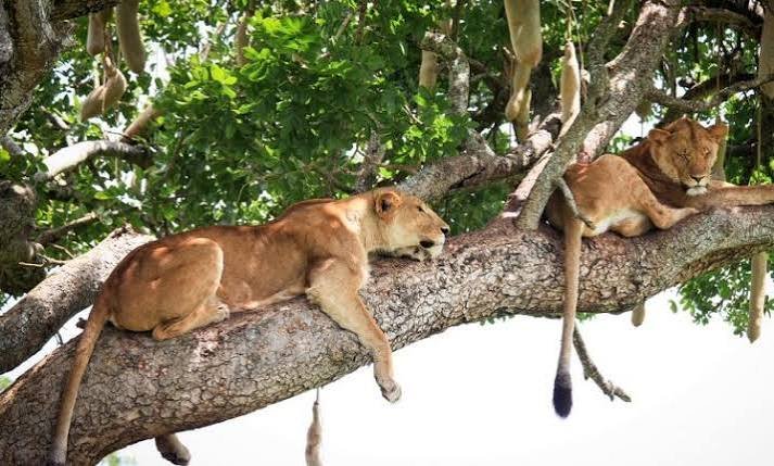 Two tree-climbing lions resting comfortably on a tree branch surrounded by green leaves