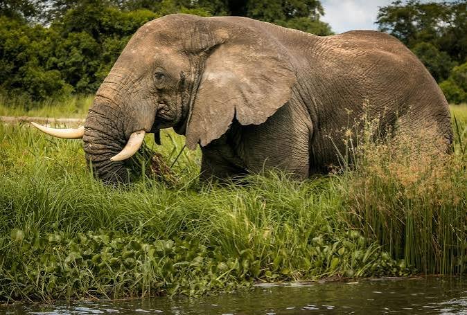 An African elephant walking through thick green brush and water, highlighting the diverse safari wildlife Uganda is famous for