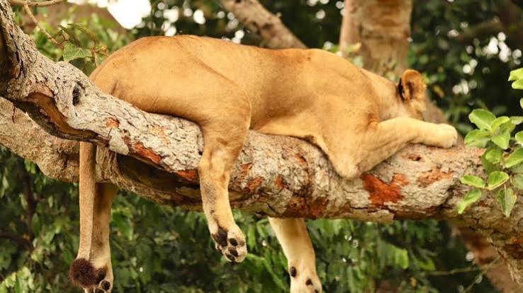 Lion in the wild