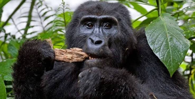 Mountain Gorilla In the Forest
