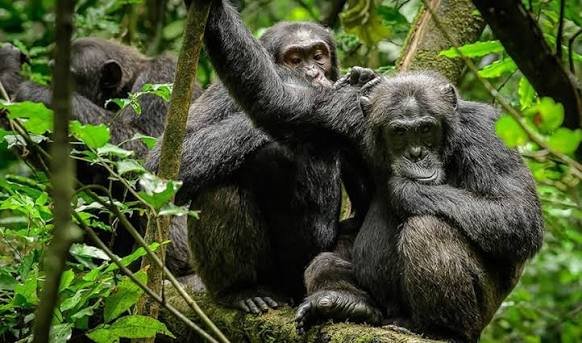 Chimpanzees in the Forest