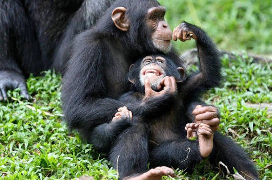 Chimpanzees in the Forest