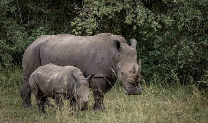 Rhinos grazing in the wild