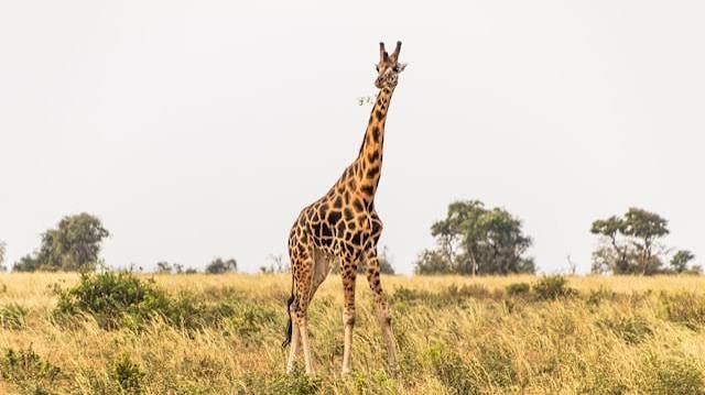 Giraffe in the wild