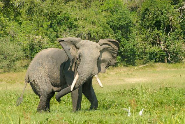 Elephant in the wild