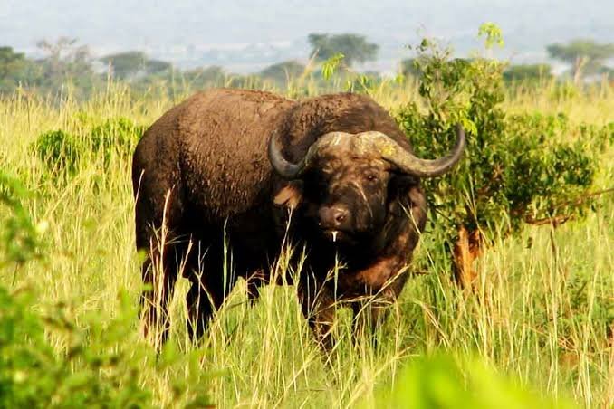 African buffalo standing in the wild
