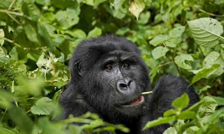 Mountain gorilla in the wild