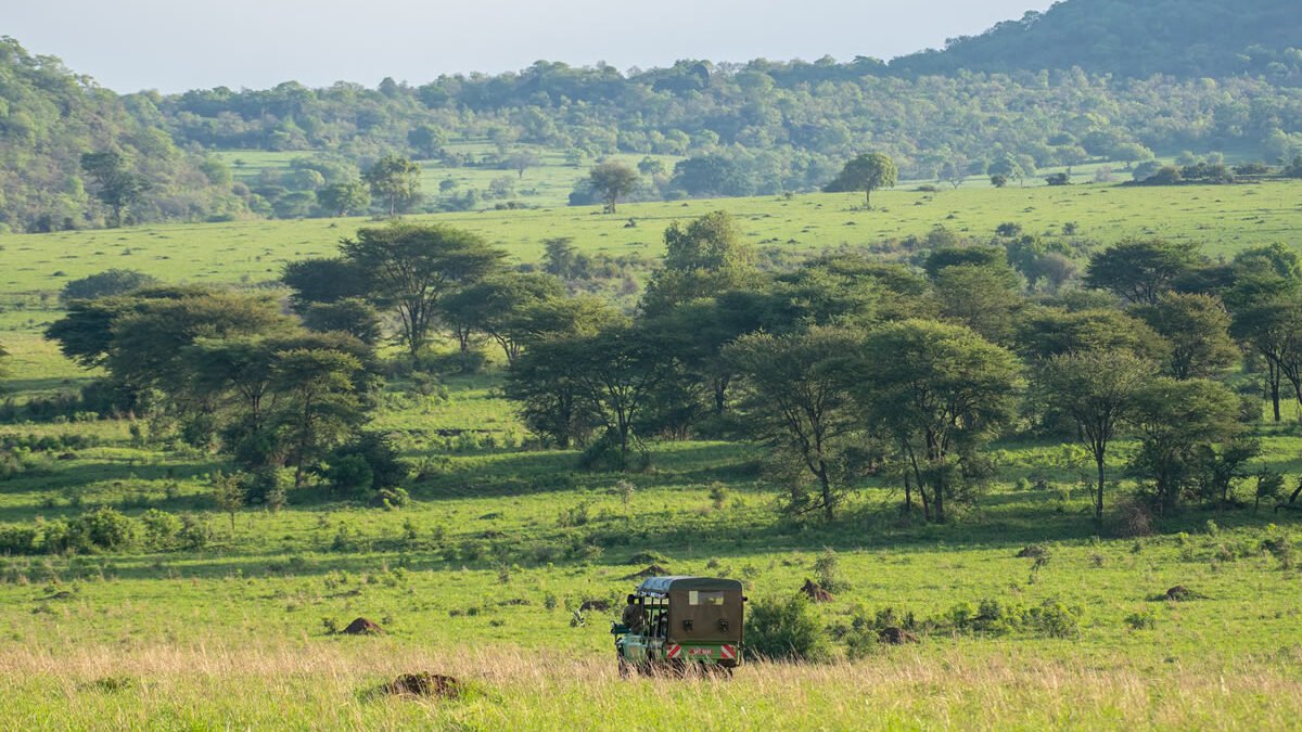 A wide view of a vibrant green savanna landscape in Uganda filled with scattered acacia trees under a partly cloudy sky