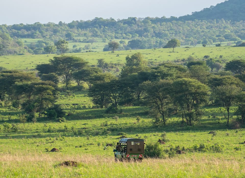 A wide view of a vibrant green savanna landscape in Uganda filled with scattered acacia trees under a partly cloudy sky