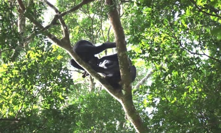 Chimpanzees in Budongo forest